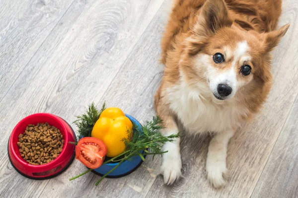 Kuru Yiyecek Bir Kase Sebze Mutfakta Köpeğin Yanında Köpek Maması — Stok fotoğraf