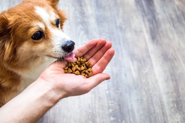 Köpek, sahibinin elinden kuru yiyecek yer.