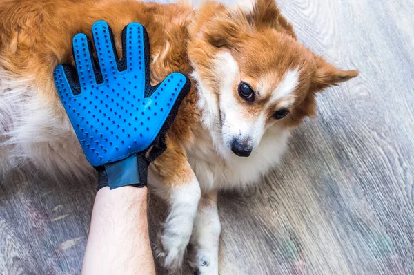 Propietario Está Peinando Abrigo Del Perro Con Una Mano Enguantada — Foto de Stock