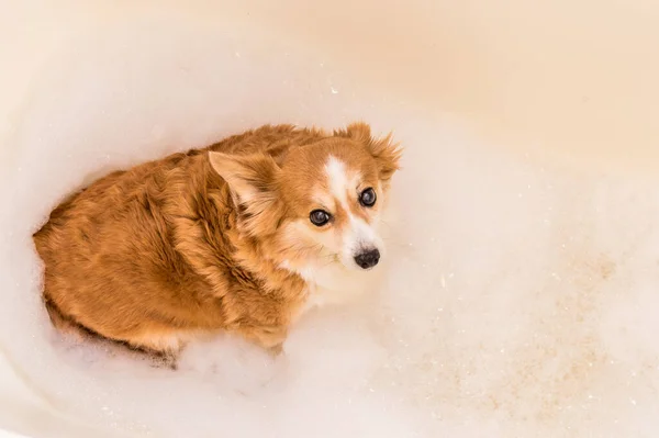 Retrato Cão Gengibre Uma Banheira Com Espuma Banho — Fotografia de Stock