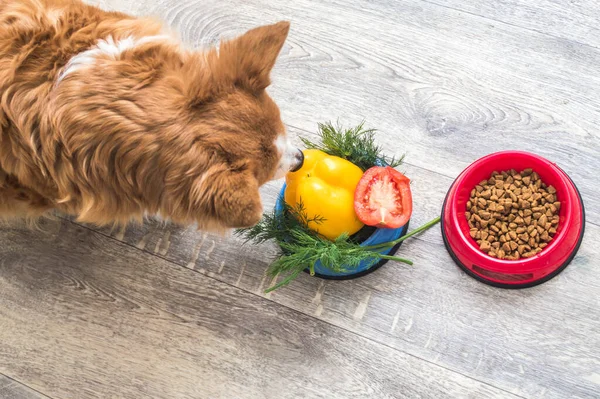Kuru Yiyecek Bir Kase Sebze Mutfakta Köpeğin Yanında — Stok fotoğraf