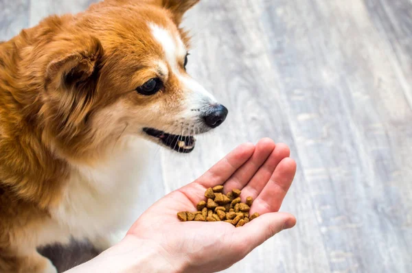 Köpek Mutfaktaki Sahibinin Elinden Kuru Yiyecekler Yer — Stok fotoğraf