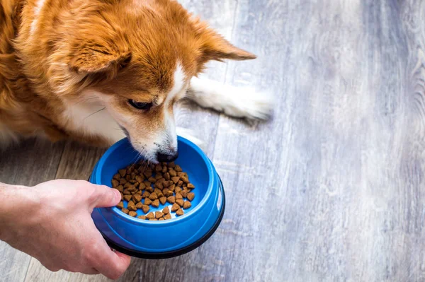 Eigenaar Voert Droog Voedsel Van Een Kom Aan Hond Keukenvloer — Stockfoto