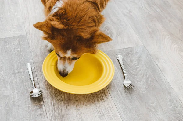 Hond Eet Van Een Gele Plaat Met Een Lepel Vork — Stockfoto