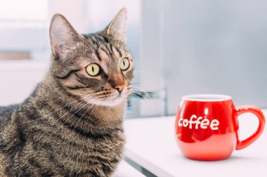 Komik kedi büyük kırmızı bir fincan kahveyle bir masada oturuyor. Kavram sabahı