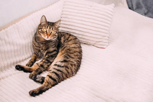 Gato Jaz Cama Travesseiro — Fotografia de Stock