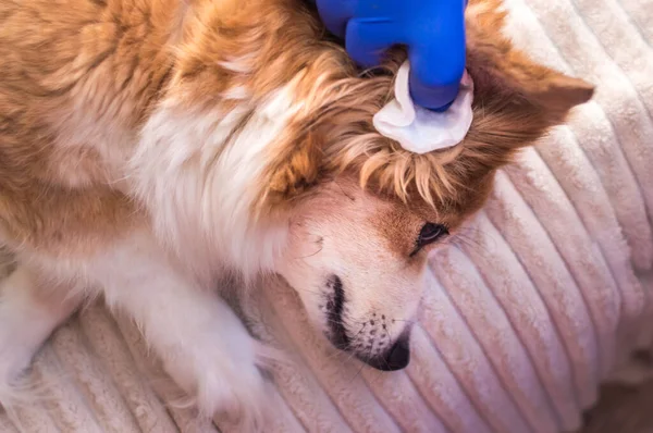 Besitzer Reinigt Die Ohren Seines Hundes Mit Einem Wattepad — Stockfoto