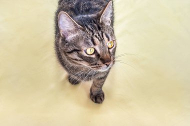 Sarı arka planda sarı gözlü gri kedi