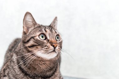 Gri arka planda yakın plan gri bir kedinin portresi