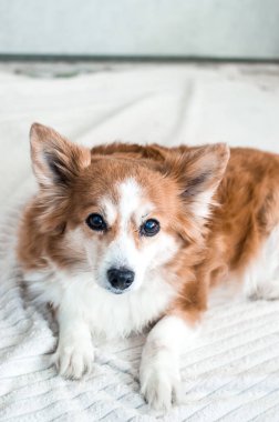 Beyaz arka planda güzel kızıl saçlı bir köpeğin portresi. Dikey fotoğraf