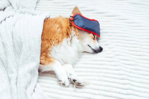 dog sleeps in bed with a sleep mask over his eyes