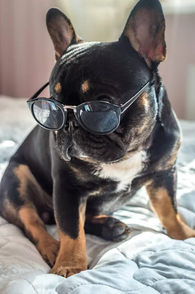 Retrato Cão Raça Bulldog Francês Óculos Escuros Foto Vertical — Fotografia de Stock