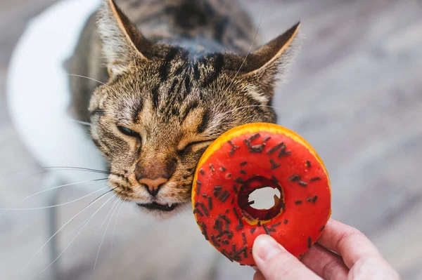 Donutla yakın plan komik kedi portresi