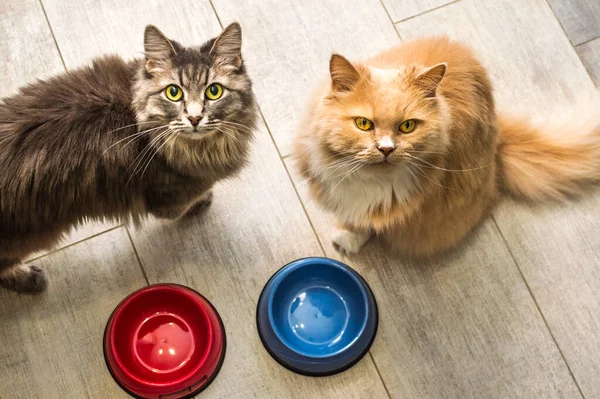 Δύο Γάτες Στην Κουζίνα Κάθονται Δίπλα Άδεια Μπολ Περιμένοντας Για — Φωτογραφία Αρχείου