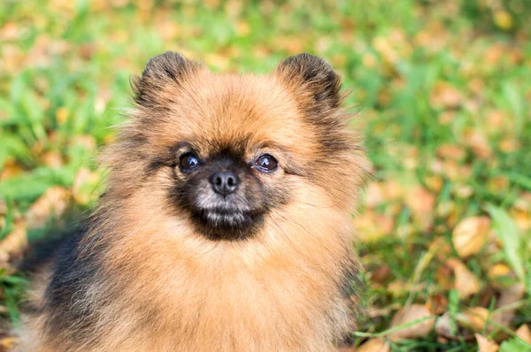 Portret Van Een Hond Van Het Ras Spitz Bruin Gras — Stockfoto