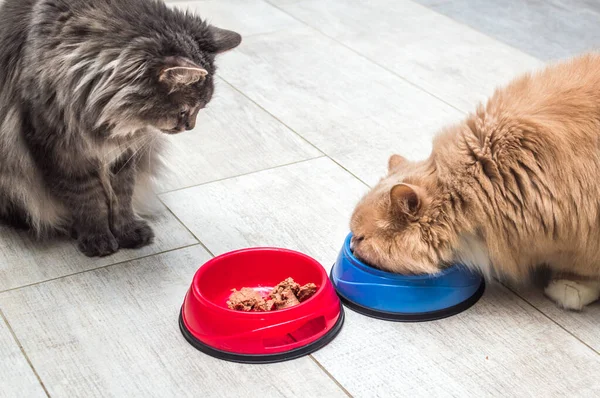 Kızıl Tüylü Kedi Yemek Yer Gri Kedi Yanına Oturur Bakar — Stok fotoğraf