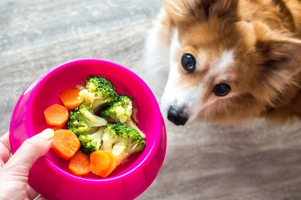 Hand Van Eigenaar Met Een Kom Groenten Voor Hond Close — Stockfoto