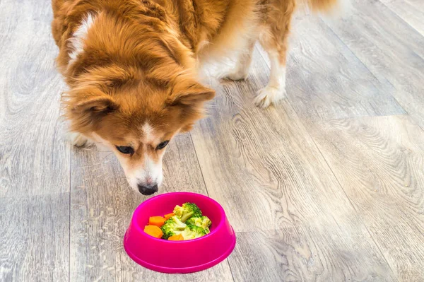 ブロッコリーとニンジンとピンクのボウルによって生姜犬の肖像画 自然食で犬を養うという考え方 — ストック写真