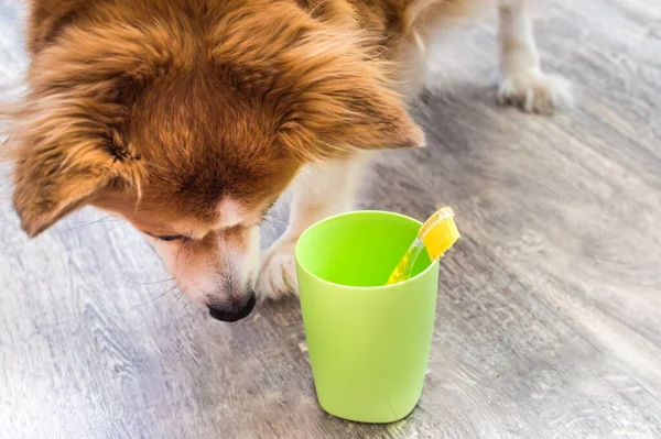 犬と歯ブラシ付きのガラス 犬の歯を自宅で磨くというコンセプト — ストック写真