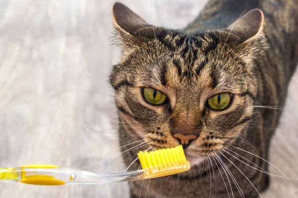 Retrato Gato Gracioso Con Cepillo Dientes Amarillo Cerca — Foto de Stock