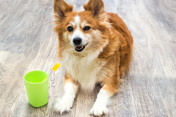 Komik Köpek Elinde Diş Fırçası Olan Bir Bardağın Yanında Yatıyor — Stok fotoğraf