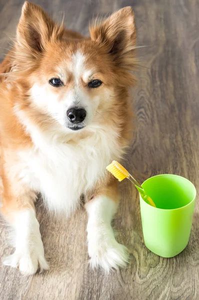 Portret Van Een Grappige Hond Met Een Gele Tandenborstel Van — Stockfoto