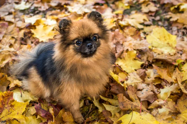 Ritratto Cane Razza Spitz Marrone Fogliame Giallo Primo Piano Carta — Foto Stock