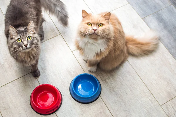 Mutfaktaki boş yemek kaselerinin yanında gri ve zencefilli kedi. Kediler için yiyecek kavramı
