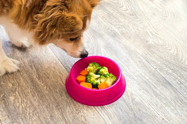 Porträt Eines Ingwerhundes Einer Rosafarbenen Schüssel Mit Natürlichem Futter Hundefutter — Stockfoto