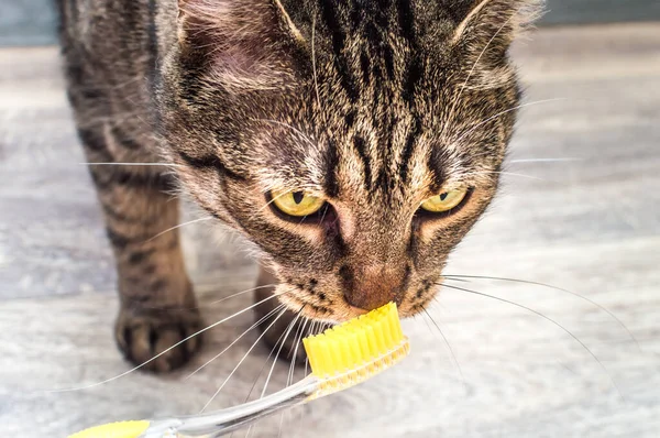 Retrato Gato Con Cepillo Dientes Amarillo Cerca — Foto de Stock