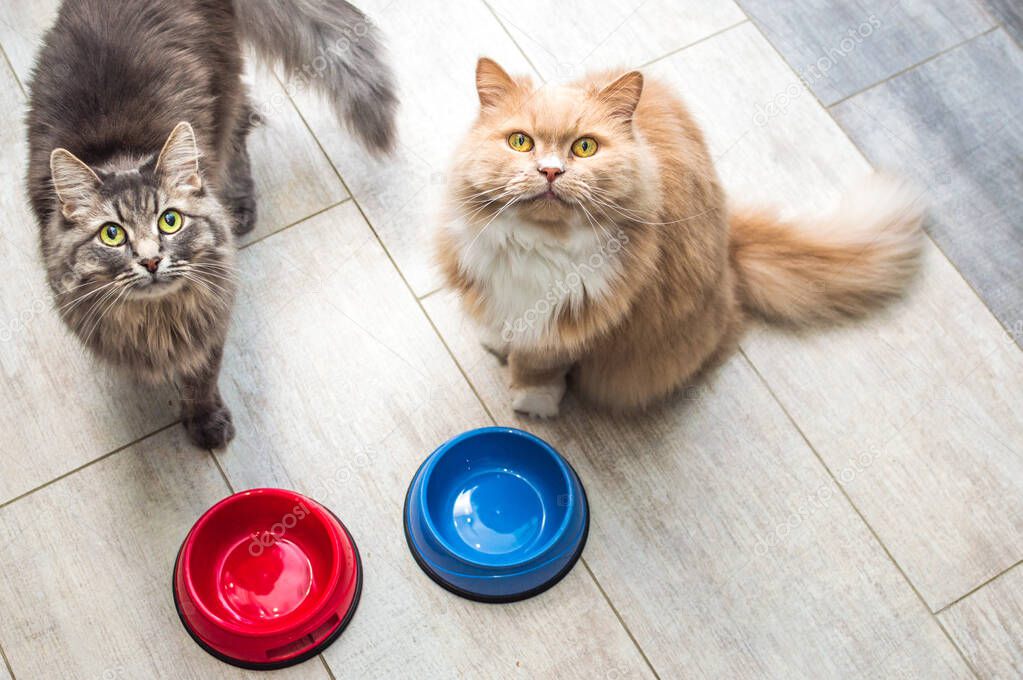 gray and ginger cat by empty bowls of food in the kitchen. Concept food for cats