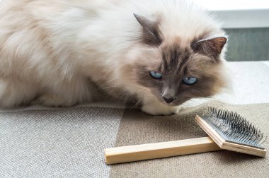 Kedi yün taramak için fırçayla oturur. Tüy konsepti