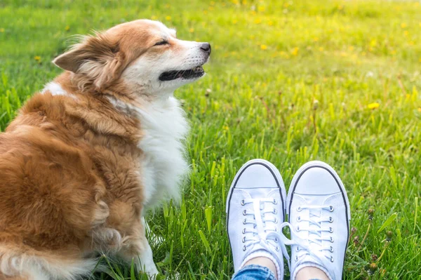 犬の所有者は 太陽の下で草の上に座っている 夏のコンセプト — ストック写真