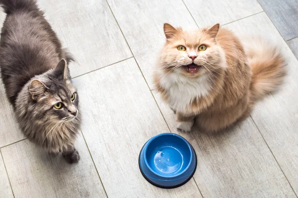 Mutfaktaki Boş Yemek Kaselerinin Yanında Gri Zencefilli Kedi Kedi Portresi — Stok fotoğraf