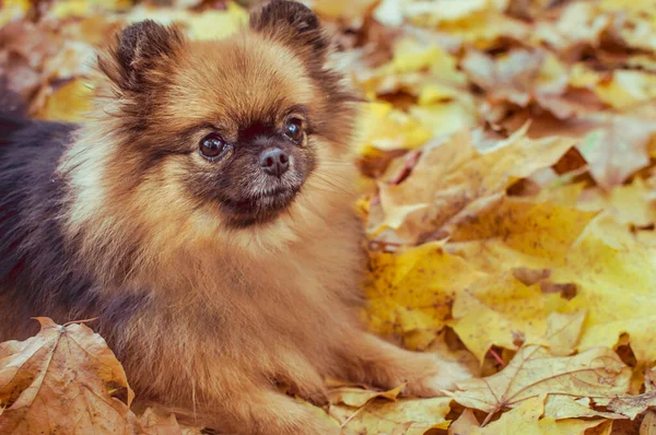 Portrait Chien Race Spitz Brun Feuillage Jaune Gros Plan Concept — Photo