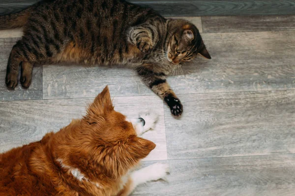 Γάτα Και Σκύλος Ξαπλώνουν Μαζί Στο Πάτωμα — Φωτογραφία Αρχείου