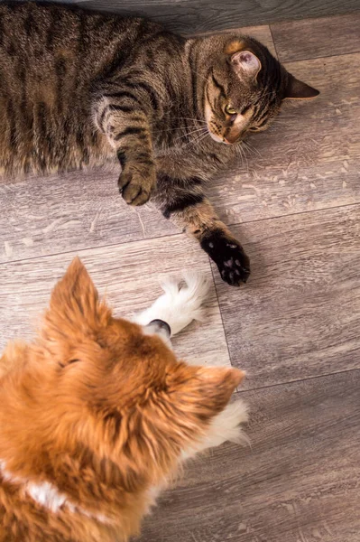 Katze Und Hund Liegen Zusammen Auf Dem Boden Vertikales Foto — Stockfoto