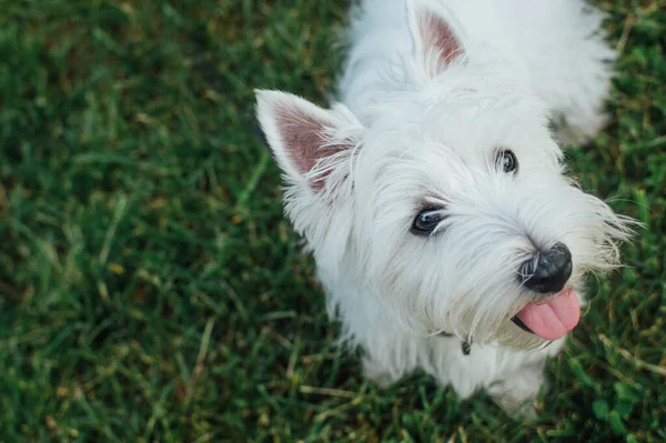 Witte Terriër Hondenportret Close Groen Gras Kleine Schattige Witte Hond — Stockfoto