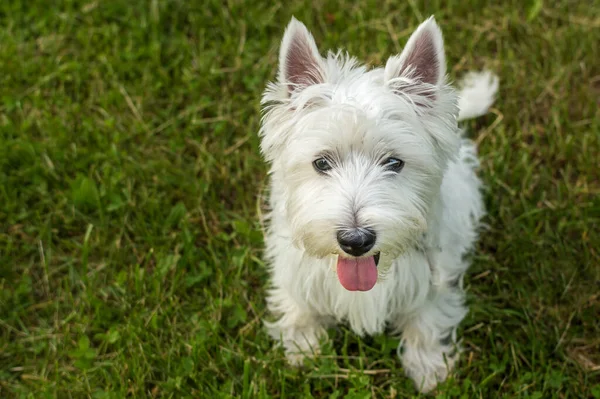 Retrato Perro Terrier Blanco Cerca Sobre Hierba Verde Feliz Perrito —  Fotos de Stock