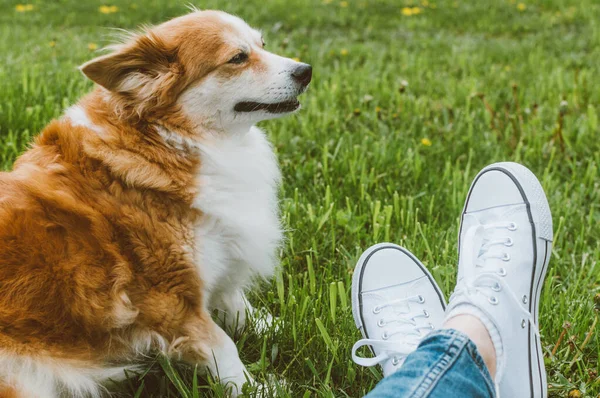 白いスニーカーの所有者は彼女の生姜犬と草の上に座っています — ストック写真