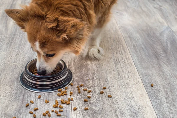 Kızıl Köpek Gri Zemindeki Bir Kaseden Kuru Yiyecek Yiyor — Stok fotoğraf
