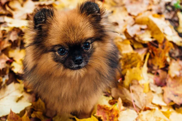 Portrait Eines Hundes Der Rasse Spitz Braun Gelbem Laub Nahaufnahme — Stockfoto