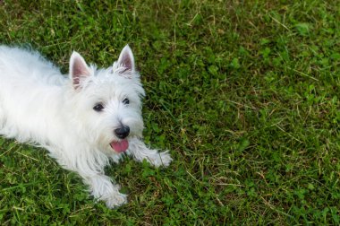 Köpek ırkı West Terrier. Metin için yeri olan bir resim