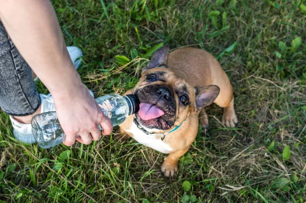 夏には園内の犬にボトルから水をあげて — ストック写真