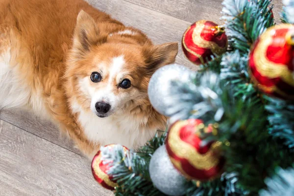 Porträt Eines Ingwerhundes Weihnachtsbaum — Stockfoto
