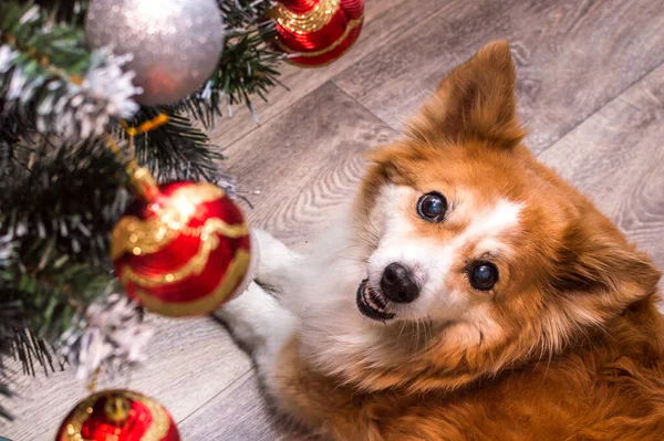 Noel Ağacının Yanında Kızıl Bir Köpeğin Portresi — Stok fotoğraf