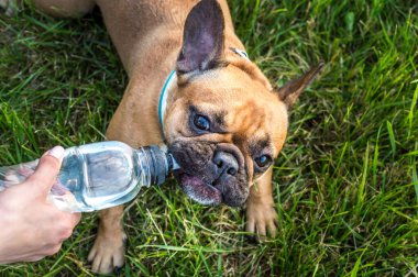 Sahibi yazın parkta köpeğine biberondan su verir.