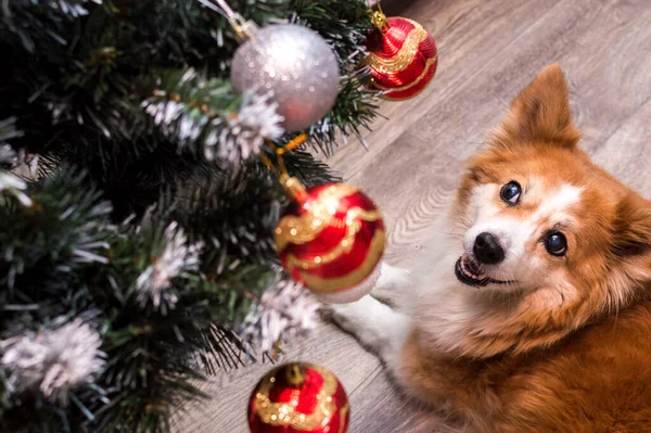 Perro Encuentra Cerca Del Árbol Navidad Retrato Primer Plano —  Fotos de Stock