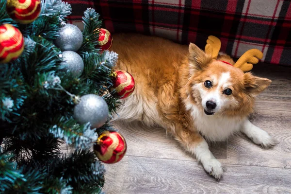 Hond Kerstman Rendier Gewei Concept Kerstmis — Stockfoto