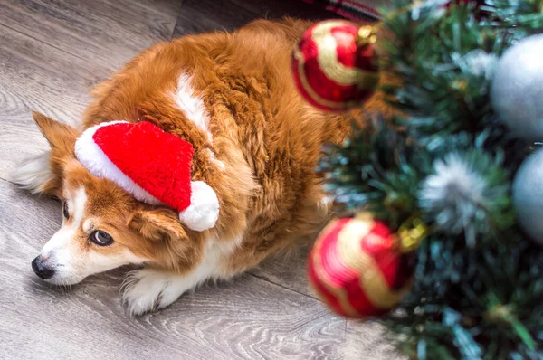 Noel Baba Şapkalı Köpek Noel Ağacının Yanında Yatıyor Noel Konsepti Telifsiz Stok Fotoğraflar